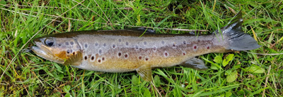 Brown trout