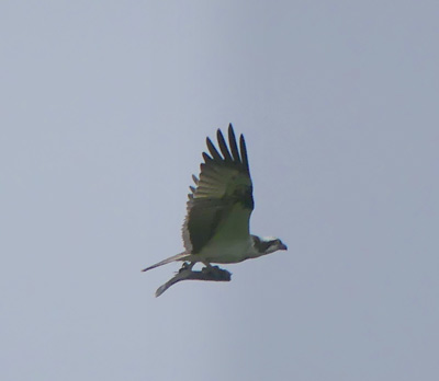 Osprey