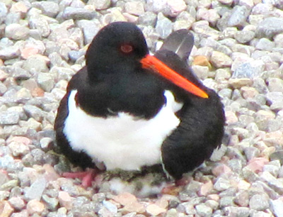 Oyster Catcher